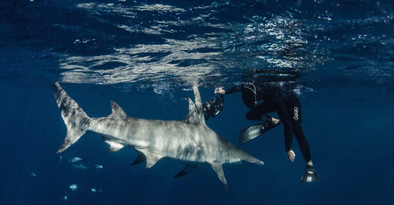 Shark Diving in Palm Beach, Florida: A Thrilling Adventure Beneath the Waves